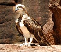Juvenile eastern osprey